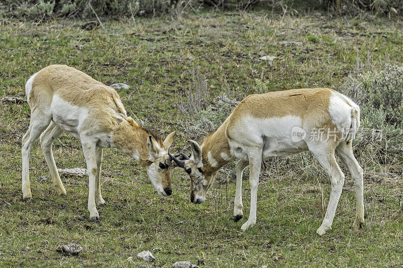 叉角羚(Antilocapra americana)是一种偶蹄类哺乳动物，原产于北美中西部内陆。黄石国家公园，怀俄明州。雄性互相测试。战斗。